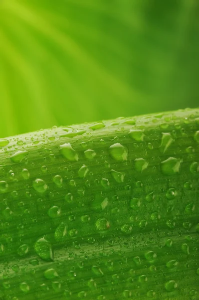 Green plant leaf with water drops — Stock Photo, Image