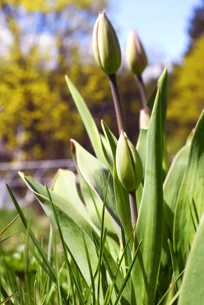 Geschlossene Tulpen — Stockfoto