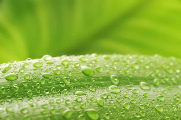 Hoja verde y gota de agua —  Fotos de Stock