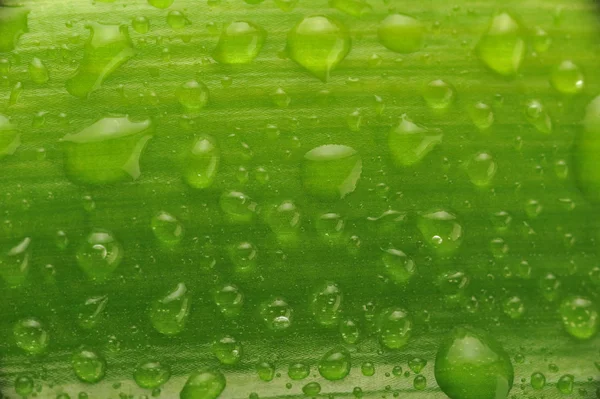 Hoja de planta verde con gotas de agua — Foto de Stock
