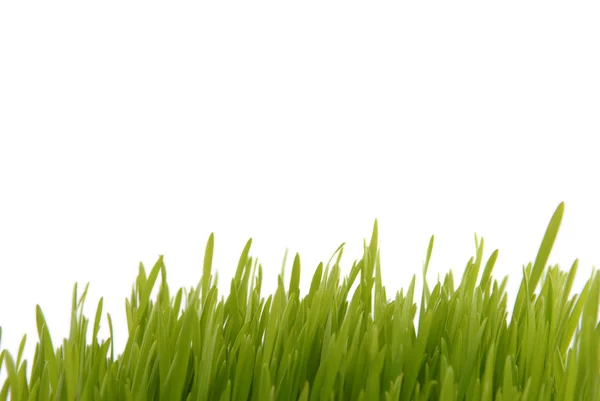 Fresh grass isolated on white — Stock Photo, Image
