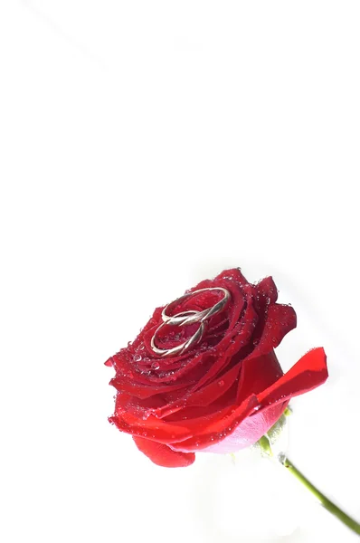 Rosa roja con anillos —  Fotos de Stock