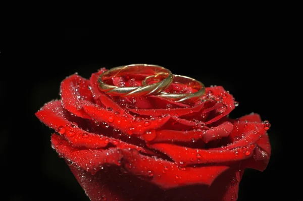 Rosa roja con anillos — Foto de Stock