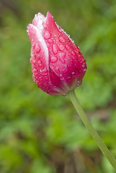 红色郁金香与水滴 — 图库照片