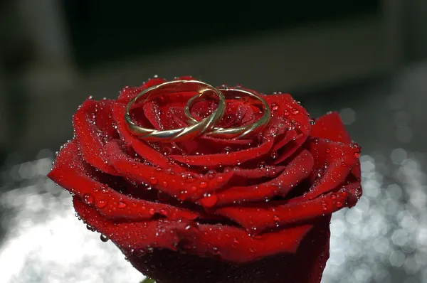 Red rose with rings — Stock Photo, Image