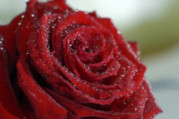 Vörös rózsa makró — Stock Fotó