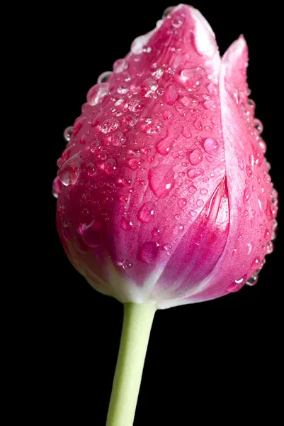 Czerwony tulipan z kroplami wody — Zdjęcie stockowe