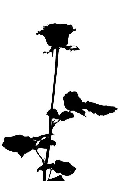 Růže silueta — Stock fotografie