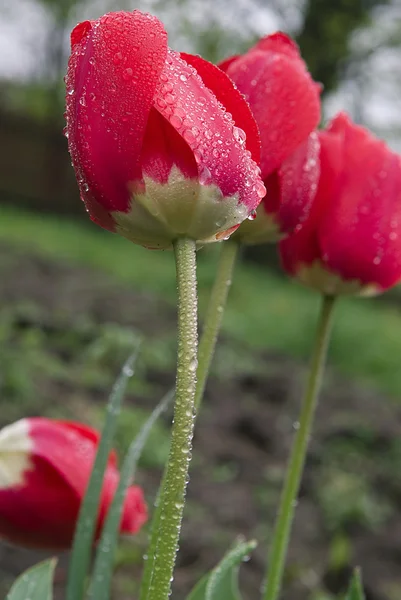 红色郁金香与水滴 — 图库照片