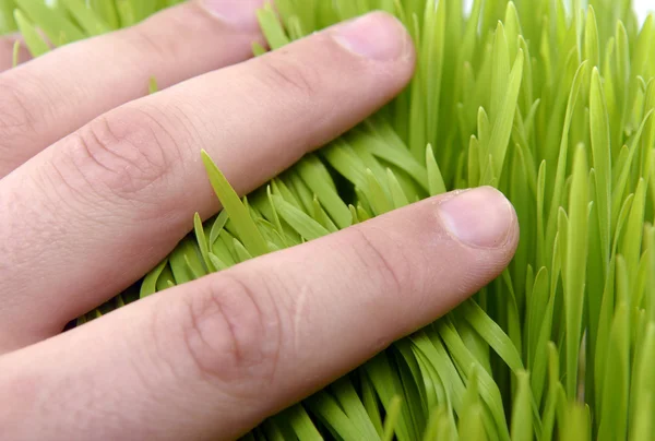 Mão tocar grama — Fotografia de Stock