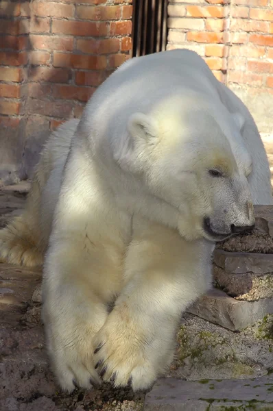 Bílý medvěd — Stock fotografie