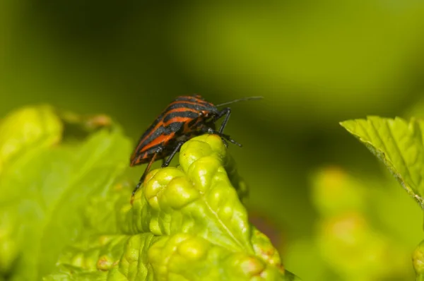 나뭇잎에 있는 벌레 — 스톡 사진