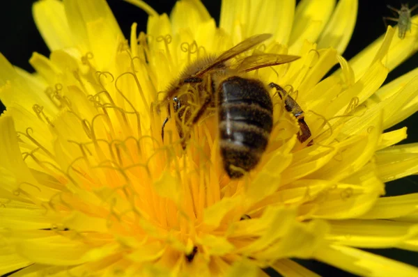 stock image Working bee