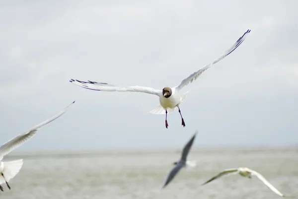 Gaviota volando —  Fotos de Stock