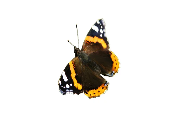 Fluture — Fotografie, imagine de stoc
