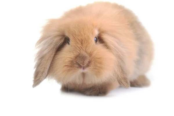 Carino piccolo coniglio — Foto Stock