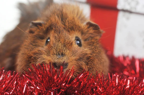 Cute guinea pig — Stock Photo, Image