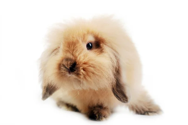 Sevimli küçük tavşan — Stok fotoğraf