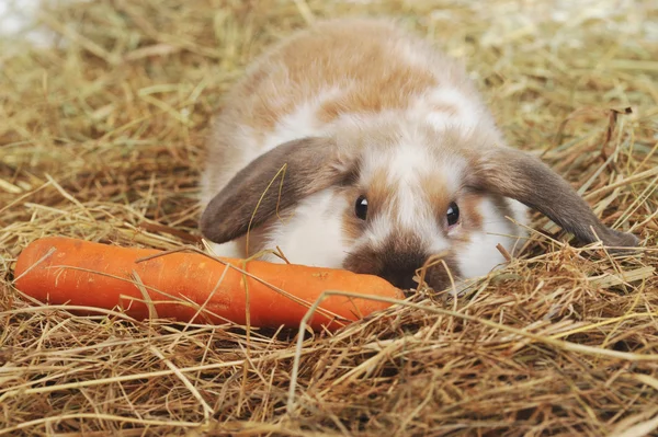 Carino piccolo coniglio — Foto Stock