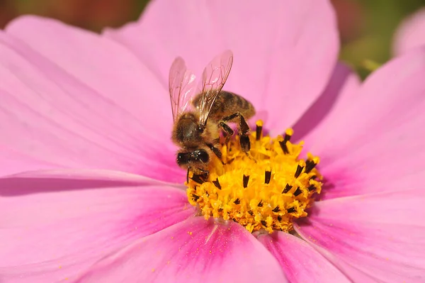 获取蜂蜜的蜜蜂 — 图库照片