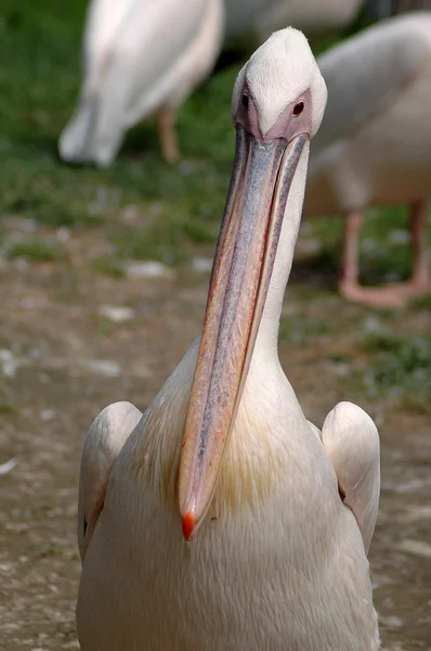Pelicano no caminho — Fotografia de Stock
