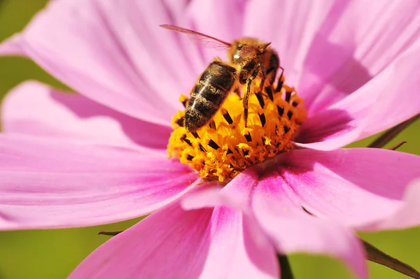 Bee getting honey — Stock Photo, Image