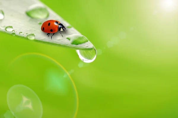 Hellgrünes Blatt mit Marienkäfer und Wassertropfen — Stockfoto