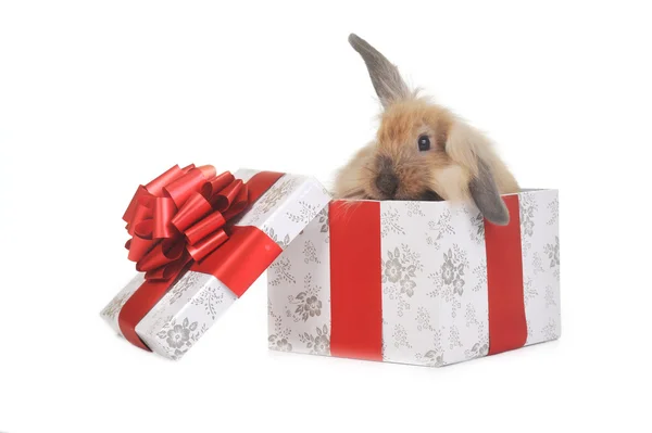 Roztomilý malý králík — Stock fotografie
