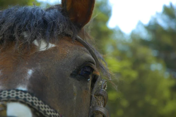Häst på nära håll — Stockfoto