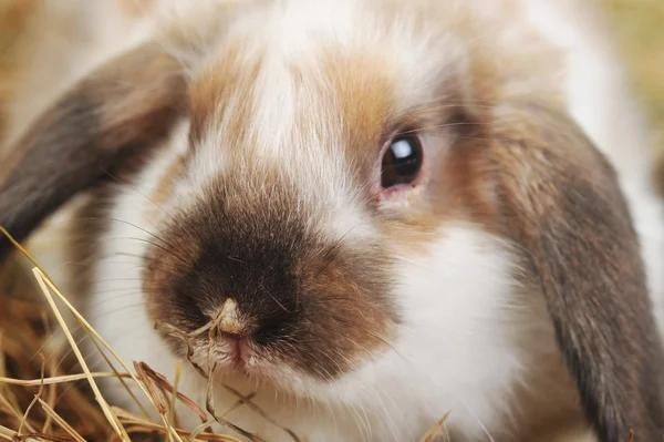 Lindo conejo pequeño — Foto de Stock