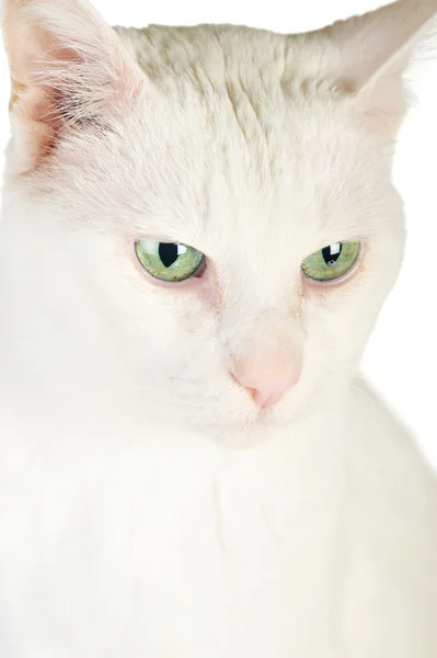 Bílá kočka domácí — Stock fotografie