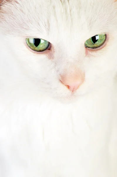 白の国内猫 — ストック写真