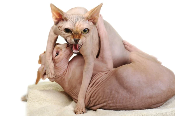 Két kopasz macska — Stock Fotó
