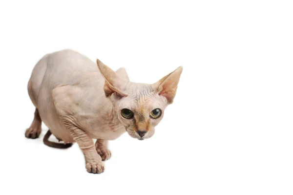 Gato careca — Fotografia de Stock