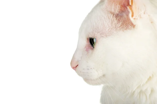White domestic cat — Stock Photo, Image