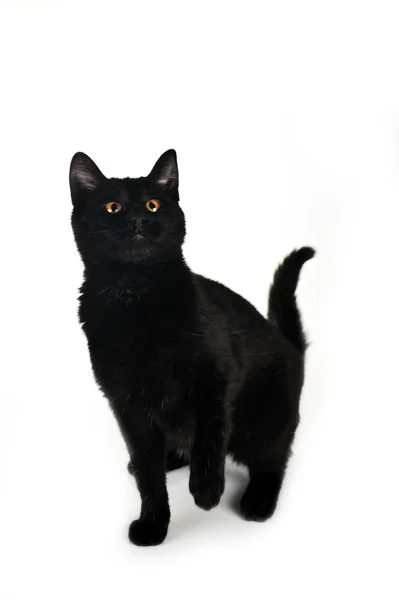 Schwarze Katze — Stockfoto