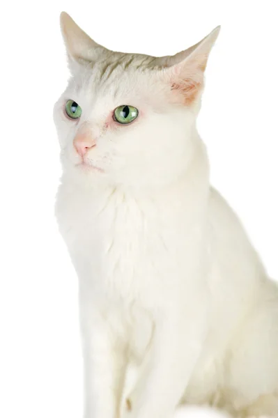 White domestic cat — Stock Photo, Image