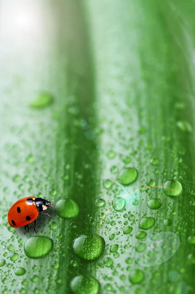 Bright green leaf — Stock Photo, Image