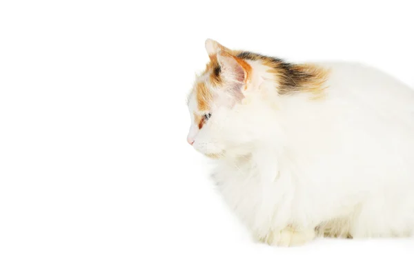 White cat with russet stains — Stock Photo, Image
