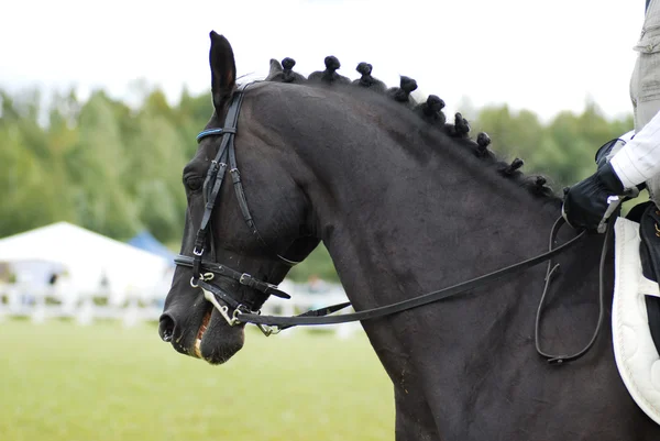 Vacker svart häst med ryttare — Stockfoto