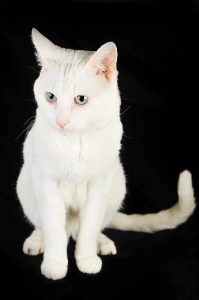 Witte binnenlandse kat — Stockfoto