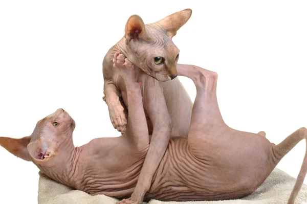 Two bald cats — Stock Photo, Image