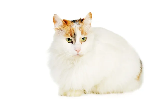 Kávészínű foltok fehér macska — Stock Fotó