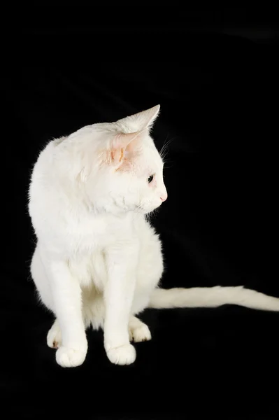 白色家猫 — 图库照片