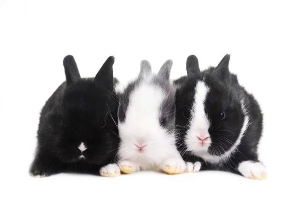 Üç tavşan — Stok fotoğraf