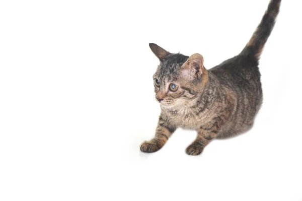 Gatito rayado gris —  Fotos de Stock
