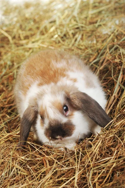 Rabbit on hay — Stock Photo, Image