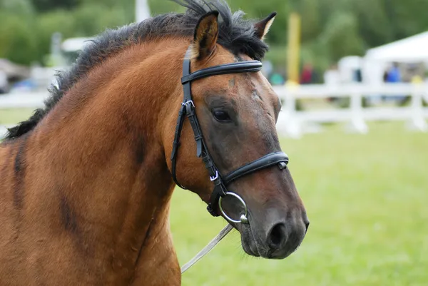 Cavallo marrone all'aperto — Foto Stock