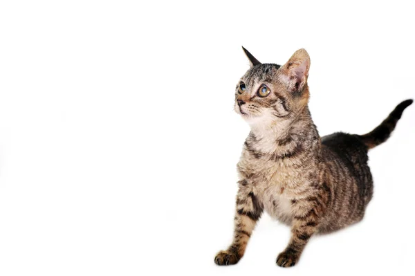 グレーのストライプの子猫 — ストック写真