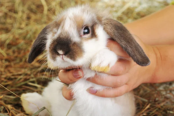 Rabbit on hay — Stock Photo, Image